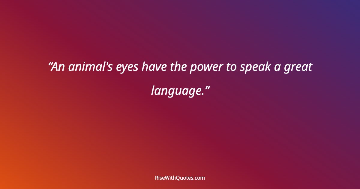 An animal's eyes have the power to speak a great language.